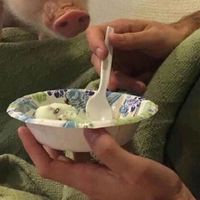 狐狸和兔情侣头像(3)
