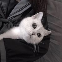 柠檬卡通少女头像图片(13)