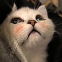 情侣头像动漫新