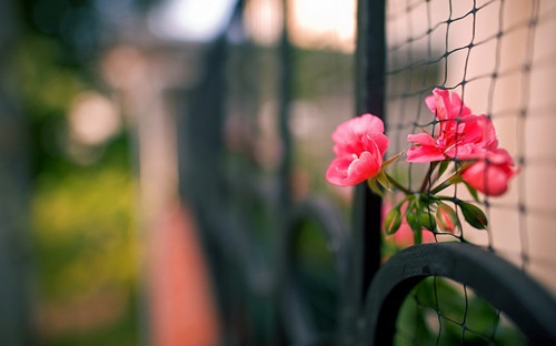 Spring   初心的网名