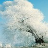Է羰QQͷͼƬ˶İֻһֱ֧(12)_WWW.AIGEXING.COM
