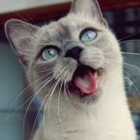 ɰõСèQQͷ(32)_WWW.AIGEXING.COM