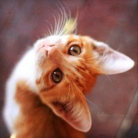 ɰõСèQQͷ(29)_WWW.AIGEXING.COM