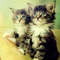 ɰõСèQQͷ(77)_WWW.AIGEXING.COM