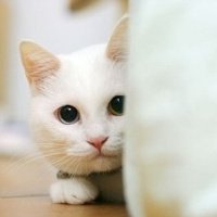 ɰõСèQQͷ(1)_WWW.AIGEXING.COM