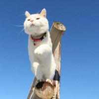 ɰõСèQQͷ(2)_WWW.AIGEXING.COM