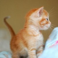 ɰõСèQQͷ(10)_WWW.AIGEXING.COM