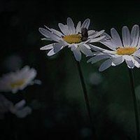⾳΢ͷͼƬ(12)_WWW.AIGEXING.COM