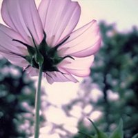 СΨۿͷͼƬ(17)_WWW.AIGEXING.COM