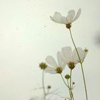 ΨQQͷͼƬ(4)_WWW.AIGEXING.COM