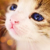 ÿqqͷͼƬ(11)_WWW.AIGEXING.COM