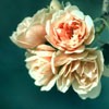 Ψͷ(13)_WWW.AIGEXING.COM