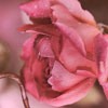 Ψͷ(15)_WWW.AIGEXING.COM