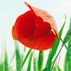 ޻ͷ(35)_WWW.AIGEXING.COM