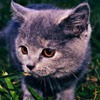 ɰèèQQͷ(10)_WWW.AIGEXING.COM