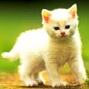 ɰèèQQͷ(1)_WWW.AIGEXING.COM
