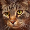 ɰèèQQͷ(11)_WWW.AIGEXING.COM