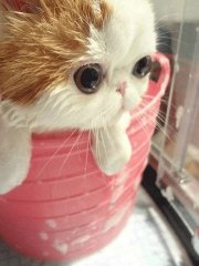 ӷèϴ赽ȫ