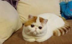 ÿɰè