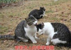 ɰСè䰮ͼƬ