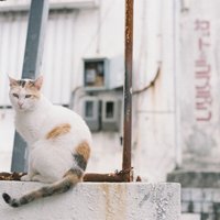 򵥵ȻĶĸͷ(5)_WWW.AIGEXING.COM