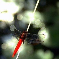 ˬСƬͷ(15)_WWW.AIGEXING.COM