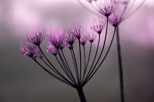 好听的芳字微信昵称