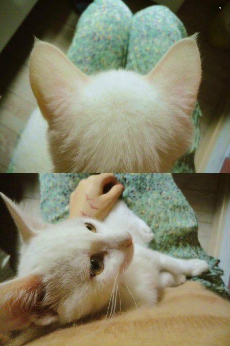 QQ