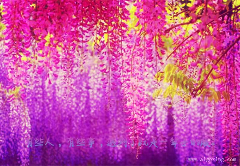 花夜晚说说带图片