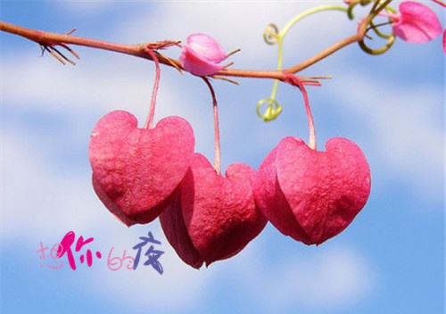 网络最流行的微信名字