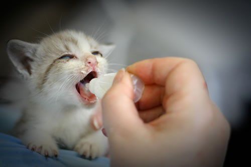 成语网名猜地人