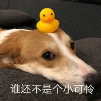 戴白色帽子动漫女头像(8)