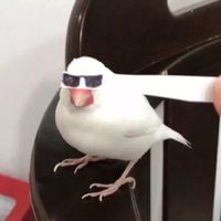 搞笑情侣头像蔡明