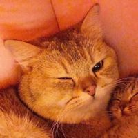 小囧熊 情侣头像(6)