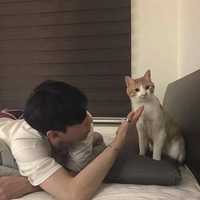 微信熊猫头像图片大全集(10)