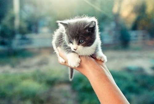 关于猕猴桃的网名昵称