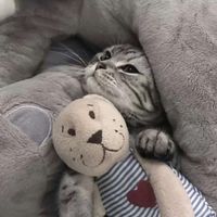 福星高照微信头像图(16)