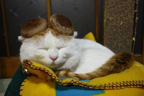 猪年新版微信名字大全好听独特的