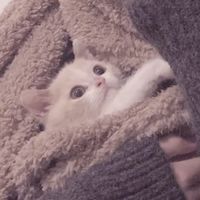 情侣头像在线配