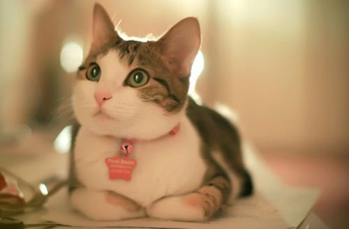 猫的名字唱的英文歌