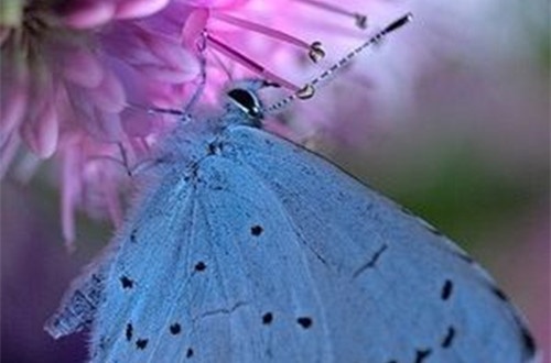 姓苏的名字两个字网名