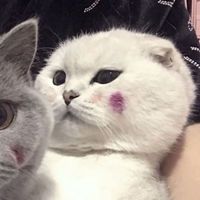 啊u情侣头像