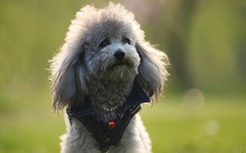 关于文豪野犬双黑的网名