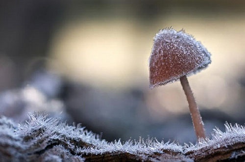 木烟飞雪做微信昵称好不