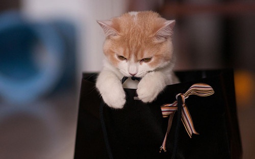 网名虾仁猪心