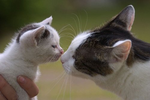 关于猪猪的快手网名