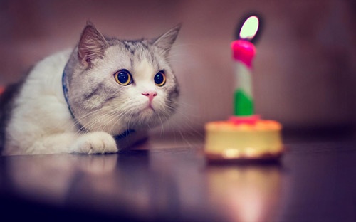 猫巷闺蜜网名