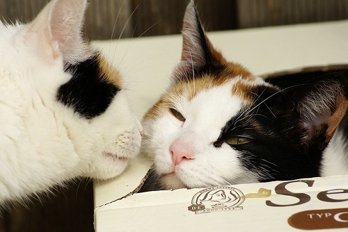 猫恋鱼网名