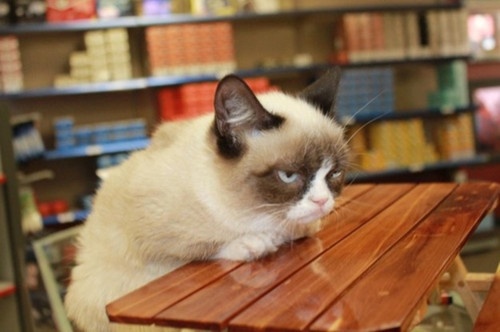 王者荣耀熊猫主播名字