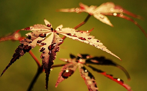 给思雨设计网名